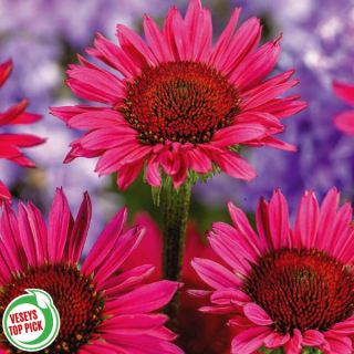 Vintage Wine Coneflower Thumbnail